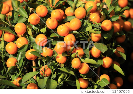 yellow citrus oranges grow on tree yellow citrus oranges grow on tree 13407005