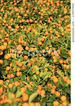 yellow citrus oranges grow on tree yellow citrus oranges grow on tree 13407008