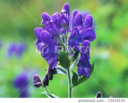 附子 附子 13419134