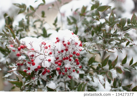 Snow cover Snow cover 13427377