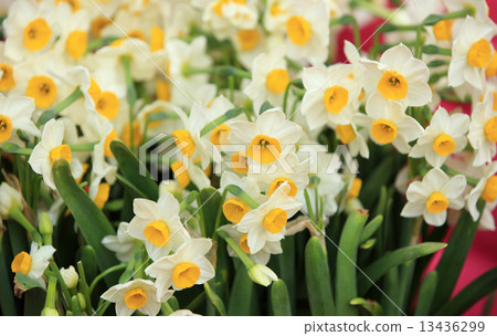 narcissus flowers plant narcissus flowers plant 13436299