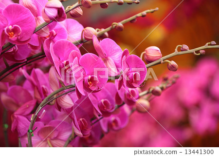 pink moth orchid pink moth orchid 13441300