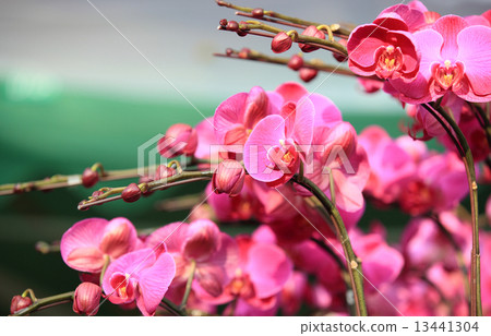 pink moth orchid  pink moth orchid  13441304