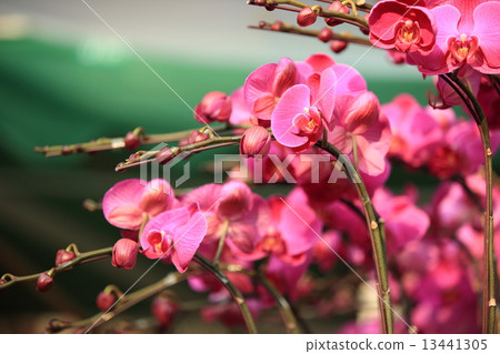 pink moth orchid  pink moth orchid  13441305