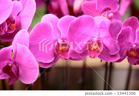 pink moth orchid  pink moth orchid  13441306