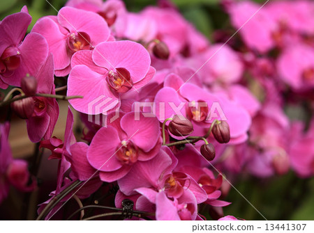 pink moth orchid  pink moth orchid  13441307
