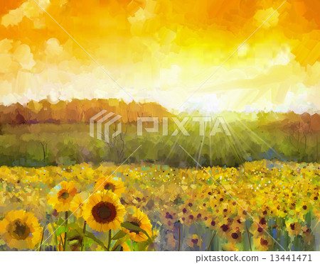 Sunflower flower blossom.Oil painting of a rural sunset landscape 13441471