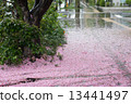 櫻花在雨天 13441497