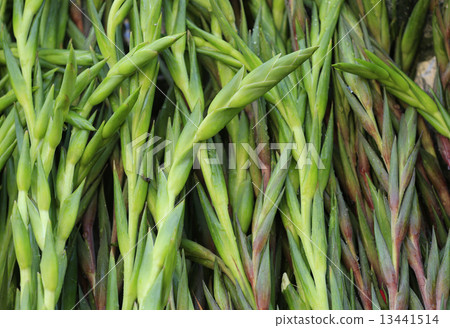gladiolus flower for chinese new year decoration gladiolus flower for chinese new year decoration 13441514