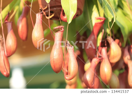 closeup of nepenthes villosa - pitcher plants  13441537