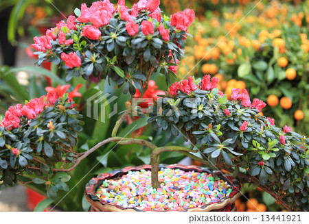 Beautiful pink rhododendron flowers  13441921