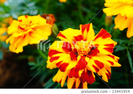 Marigold  13441954