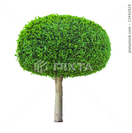 Tree on white background 13442024