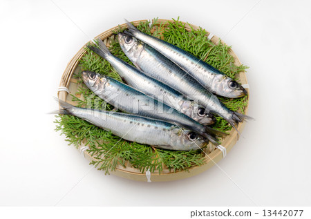 True reed True reed 13442077