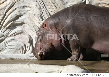 Hippopotamus Hippopotamus 13442125