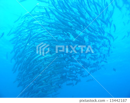 A group of barracudas A group of barracudas 13442187