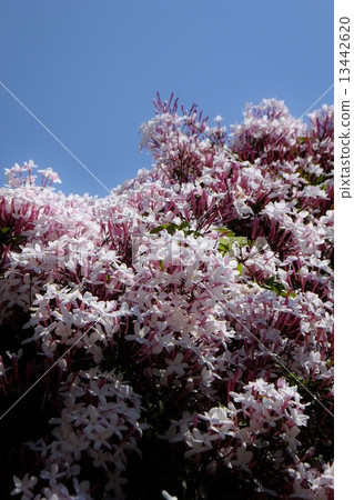 Jasmine series 13442620