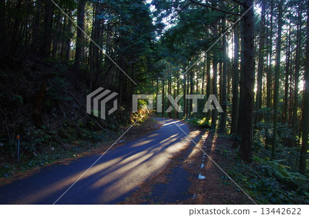 Morning of the forest road Morning of the forest road 13442622