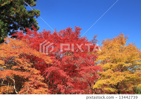 雞腿寺廟秋葉 13442739