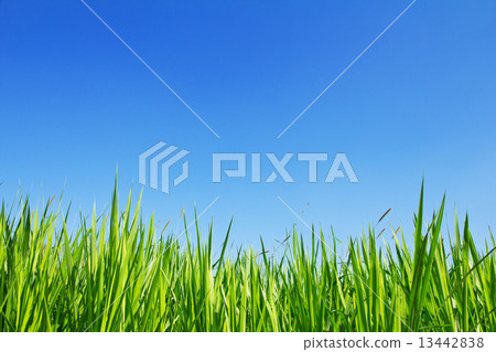 Grass On A Sky Background  13442838