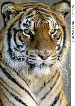 Bengal tiger 13443265