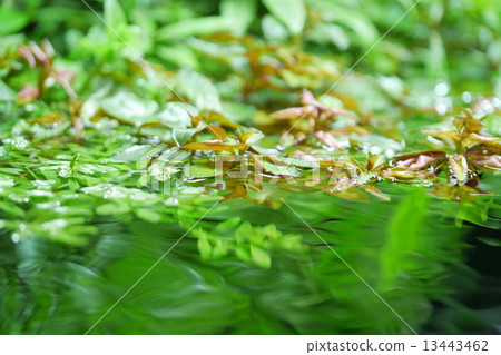 Water grass Water grass 13443462