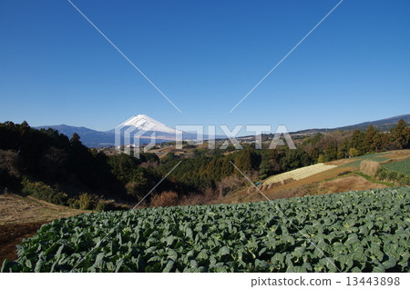 富士山 富士山 13443898