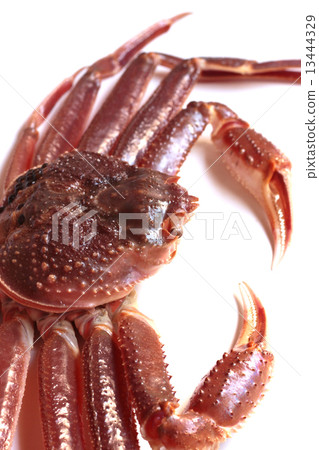 螃蟹蟹食品蟹食品原料海鮮鮮魚預定雪蟹雪蟹魚和貝類Oozui蟹松葉蟹Magnac蟹道德螃蟹Yoshigani tiza小龍蝦螃蟹Cannabil Echizen 螃蟹蟹食品蟹食品原料海鮮鮮魚預定雪蟹雪蟹魚和貝類Oozui蟹松葉蟹Magnac蟹道德螃蟹Yoshigani tiza小龍蝦螃蟹Cannabil Echizen 13444329