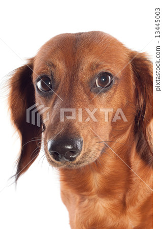 dachshund dachshund 13445003