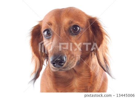 dachshund dachshund 13445006