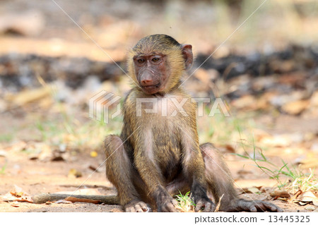 Baby of Anubis Baboon 13445325
