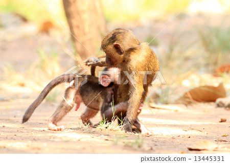 Baby of Anubis Baboon 13445331