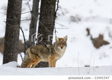 Winter coyotes Winter coyotes 13445347