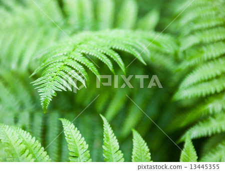 Green fern stems and leaves 13445355