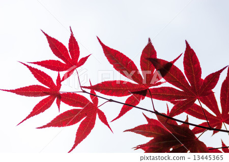 Pink leaves of the Japanese maple (Acer palmatum) 13445365