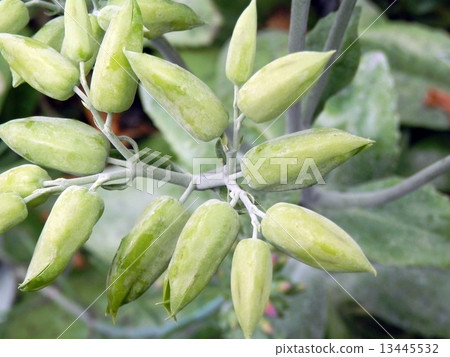 Kalanchoe 13445532