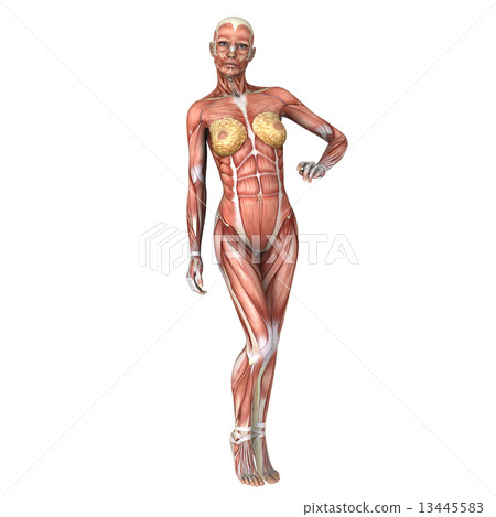 Mannequin Mannequin 13445583
