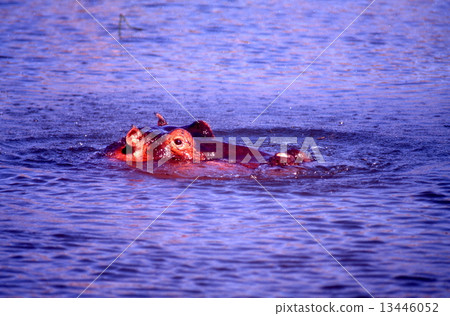 Hippopotamus 13446052