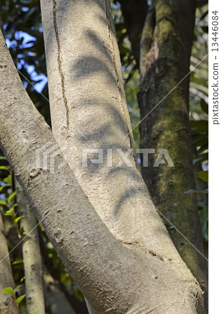 Tow-mimicum (Tang Rutan) Tow-mimicum (Tang Rutan) 13446084