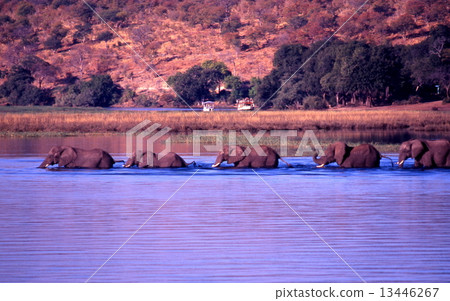 A group of elephants crossing the Chobe River 13446267