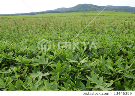 Miho Cape Pasture at Noge Cape in early autumn 13446399
