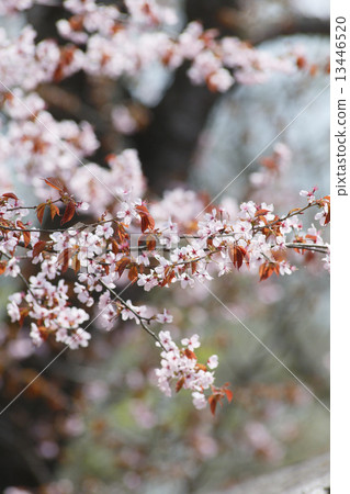 Ezo Yamazakura Ezo Yamazakura 13446520