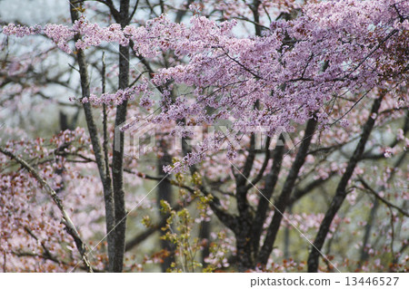 Ezo Yamazakura Ezo Yamazakura 13446527