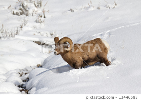 Okinawa sheep 13446585
