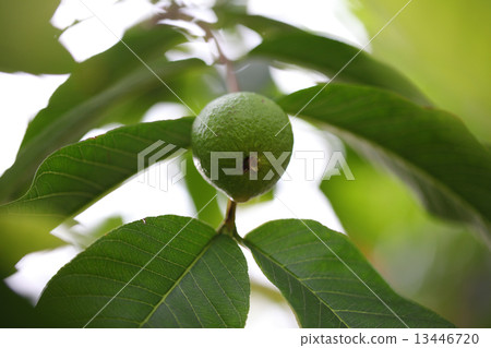 The Blue Fruit of Bangelow The Blue Fruit of Bangelow 13446720