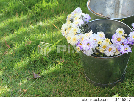 flowers in vase flowers in vase 13446807