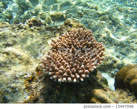 Coral in the sea 13447096