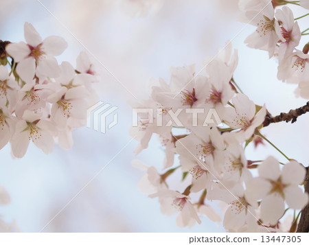 I look up at the cherry blossoms in fine weather I look up at the cherry blossoms in fine weather 13447305