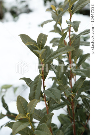 雪的宇治茶樹 13447558
