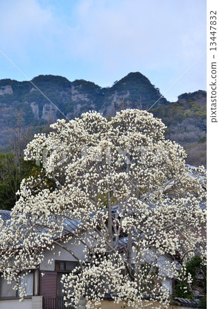 Miscellaneous blooming Yachiyama (vertical) Miscellaneous blooming Yachiyama (vertical) 13447832